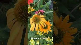 🐝#bee #flowers Let&rsquo;s appreciate everything bees do for us!!