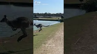 watch kangaroo in wild park in Melbourne