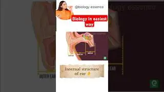 Internal structure of ear #shorts #trending #youtubeshorts