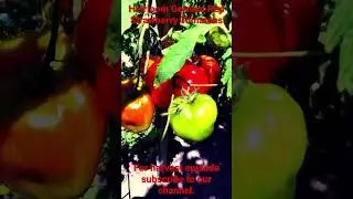 German Red strawberry Tomatoes-SE3-Project Food Garden