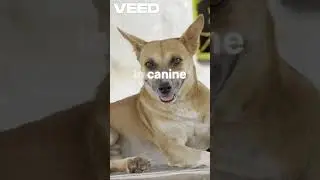 Understanding Dog Smiles#animals #dogs #animals  #funnyvideo#cats #interestingfacts #animals