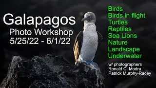 Galapagos Photo Workshop with Ron Modra and Patrick Murphy-Racey 5/25/22 - 6/1/22