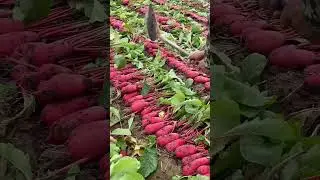 Yeh Hoti Hai Chaina Ki Farming Laal Aur mote Shaljam #vegetables #shorts #humanity #hearttouching