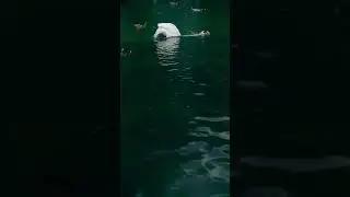 Beautiful Swan swimming and diving so majestic