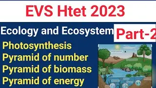 Pyramid of Energy ,Number, and Biomass#Prt Evs most important topic#htet prt