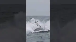 A big Shark in sea 😱😱 ❘ #Shorts #Shark #shark #Shark_in_sea #trending #tiktok #trending #Sea #Sharks