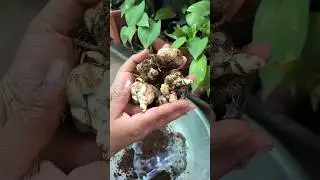 Asiatic Lily bulb from mesho #asiatica #winterlily #lilybulb #lilies #lilyplant #garden #nature