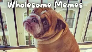 WHOLESOME Memes To Make You Smile!