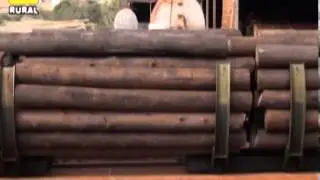 Impregnación de madera de eucaliptos