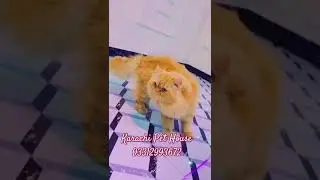 #song #love #music #bollywood #fluffyfriends #cat #persiancatcorner #persiancat