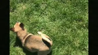 TurboRoo MLB highlight reel.