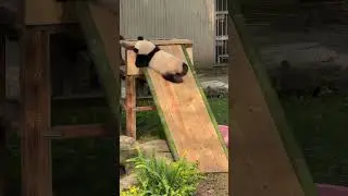 Cute Panda Learns to Slide (Almost!) #BabyPanda #PandaFun #AnimalLover