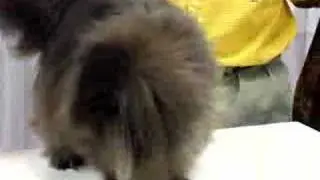 Beautiful Black Persian Cat At MSG Cat Show