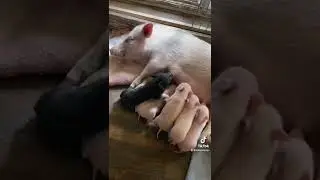 1 Week Old Piglets Nursing | SATX Pet Pigs