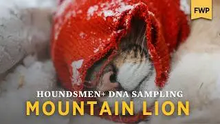 Mountain Lion: Biological Samples in the Cabinet Mountains