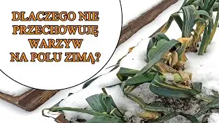 Dlaczego nie przechowuję warzyw na polu podczas zimy?