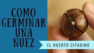COMO GERMINAR UNA NUEZ DE MACADAMIA FACIL Y RAPIDO | EL HUERTO CITADINO