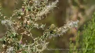Willow warbler ,Phylloscopus trochilus /نقشارة, עלווית אפורה