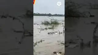 Continues Heavy Rain In Valsad From Last 5 Days..🌧️⛈️🌩️ #valsad#valsadnews#shorts