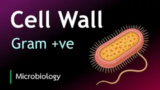 Gram-Positive Bacteria Cell Wall | Peptidoglycan, Teichoic Acids & Capsules Explained