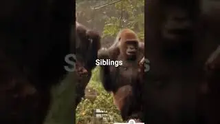 siblings #dance #gaza #rammandir #islam #israel #rahulgandhi #jaibhim #breakingnews #palastine