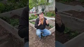 How to Get an Early Harvest of Potatoes