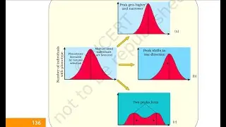 Evolution:CONCEPT GRAPH on Natural selection :NEET