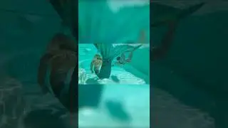 Underwater Adventure With a Real Mermaid