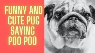 Funny and Cute Pug Barking Sound #Short