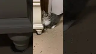 Ragamuffin Cats For Sale in Peoria, IL