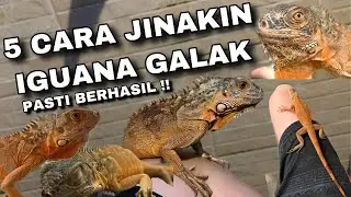 CARA PALING AMPUH MENJINAKKAN IGUANA GALAK !! AUTO JINAK !!