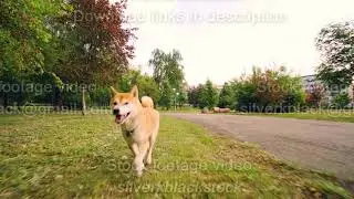 Slow motion portrait of cute shiba inu dog running in park enjoying fresh air and nature. Beautiful