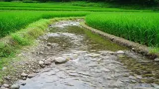 Relaxing River ASMR in Rice Fields 🌾 Flowing Water Sounds for Sleep & Relaxation