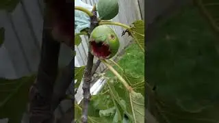 Safest way to stop the birds eating the figs