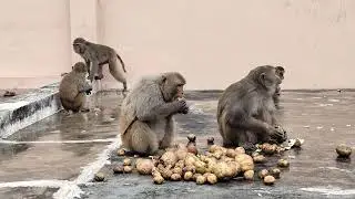 Monkey lover boy mohit sharma #monkey #youtubeshorts #viral 