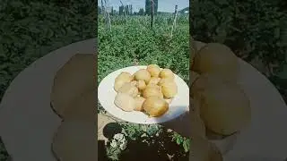Taze patates bah&ccedil;eden/Свежая картофель нашем огороде/Fresh potatoes in the garden