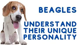 The Adorable and Playful Beagle: Understanding Their Unique Personality