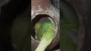 Budgies laid eggs day-2 update #featheredpets #budgiesegg