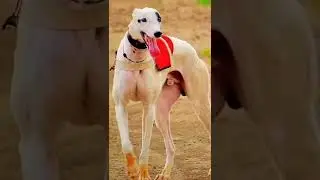 greyhound maharashtra/🤘💥/dogs race resal/kholapur racing club/rajmudra racing club💥🤘