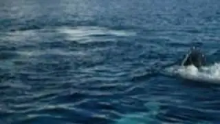 Antarctic whales
