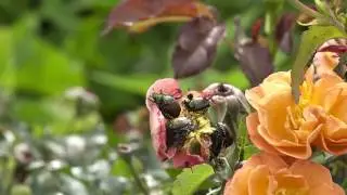 How to Control Japanese Beetles