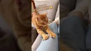 A cat who forgot how to be affectionate after a long-awaited reunion #cats #short #cat #cat