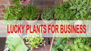 LUCKY PLANTS FOR BUSINESS 10 BEST PLANTS TO BRING GOOD FORTUNE TO THE BUSINESS