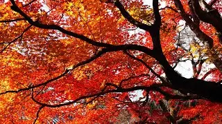 京都楓葉 Kyoto Autumn Foliage Photography