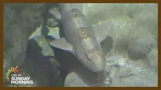 CBS 58 Sunday Morning - Shark Days at Discovery World (August 2023)