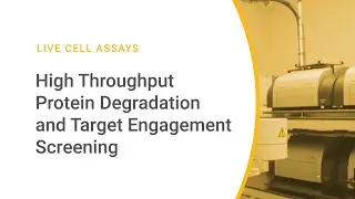 High Throughput Protein Degradation and Target Engagement Screening