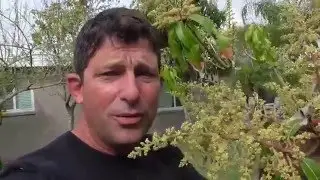 Mango Tree Progress - Flowers on all the Trees!  Getting Ready for Another bumper crop