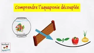 🐟🌿 Comprendre l'aquaponie découplée
