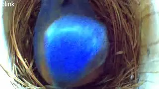 Bluebird nest day 4 - Isaac Walton in Leesburg VA