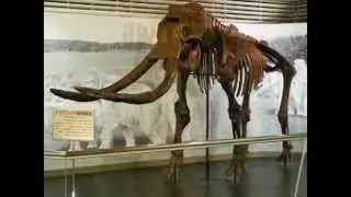 Proboscidea: evolution of elephants (pleistocene): palaeoxodon